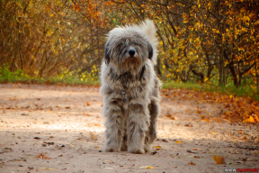 «Зарегистрировала кота и собаку, потому что боюсь стука милиции»